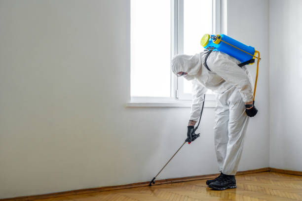 Best Termite Control Services  in St Henry, OH
