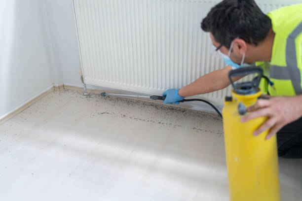 Best Wasp Removal Services  in St Henry, OH